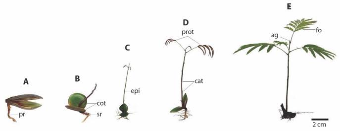 Phases of seedling development of Pentaclethra macroloba in the Amazon estuary: phase A. Primary root (pr) formation; phase B. Opening of the cotyledons (cot) and formation of secondary roots (sr); phase C. Expansion of the epicotyl (epi); phase D. Development of the first leaves (prot) and formation of cataphyll (cat) in the epicotyl; and phase E. Ripe leaflets (fo) and apical bud (ag).