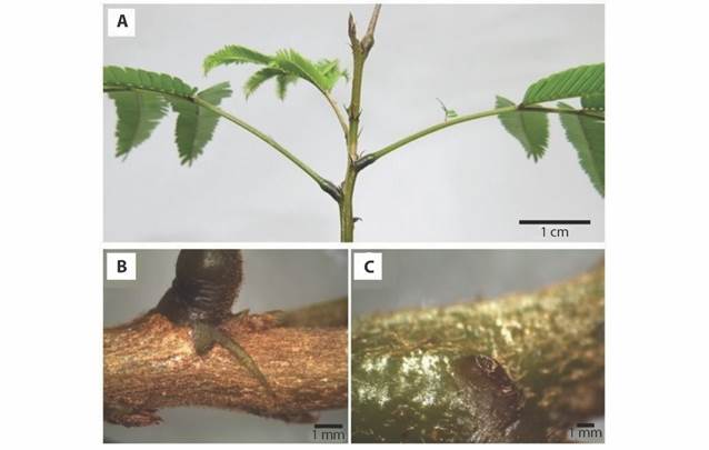 Morphological characteristics of Pentaclethra macroloba seedling in the Amazon estuary: A. Phyllotaxy of the subsequent leaves, B. Stipule at the base of the pulvinus and C. Gland at the lateral base of the pulvinus.