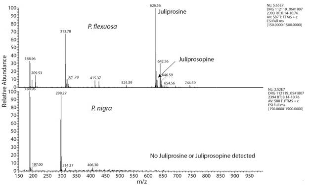 Mass spectra of the region (Retention time 8-10.5 min) for the alkaloid enriched-extracts of P. flexuosa and P. nigra pods.