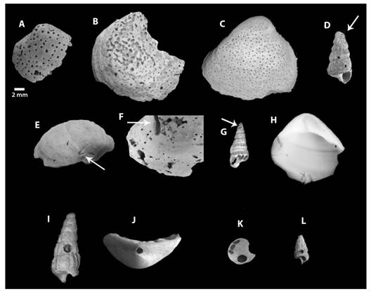Identification of bioerosive traces. A-D. Entobia perforations. E-F. Caulostrepsis perforations, I-L.Oichnus perforations.