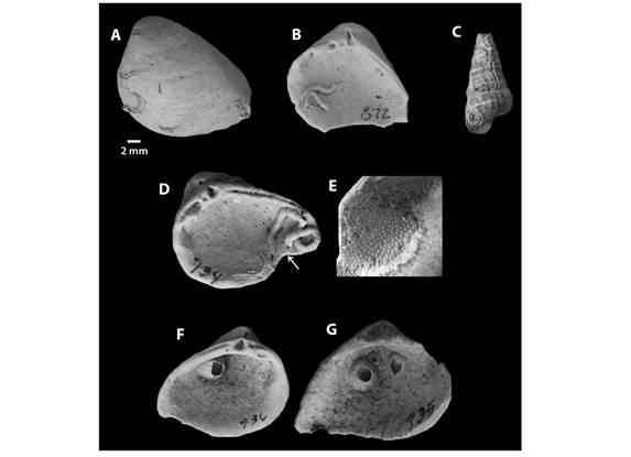 Presence of encrusting organisms on mollusk shells. A-D. Serpulid polychaetes. D-E, G. Bryozoan colony. F-G. Barnacles.