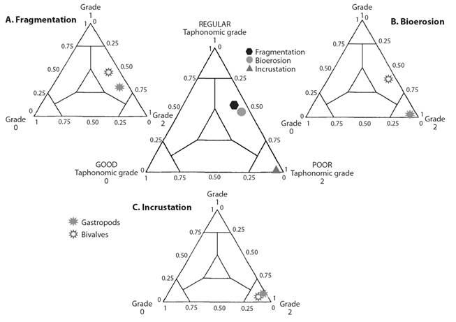 Ternary taphograms. Global representation of the taphonomic attributes analyzed. Fragmentation and bioerosion exhibit a regular degree, while encrusting presents a poor degree. A. Bivalve and gastropod fragmentation, regular. B. Bivalve bioerosion, regular; gastropod bioerosion, poor. C. Bivalve and gastropod encrustation, poor.
