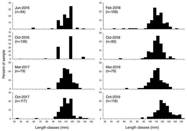 Size-frequency distributions of Pentaceraster cumingi from Bah&iacute;a Chamela, Mexico.