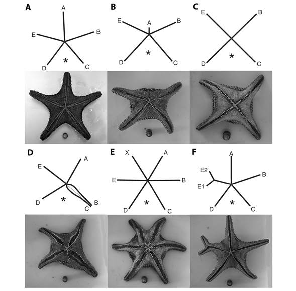 Position and sequence of ambulacral grooves abnormalities in Pentaceraster cumingi in oral view. A. Five rays. B-D. Four rays. E. Six rays. F. Five rays with one bifurcation. * Represents madreporite position.