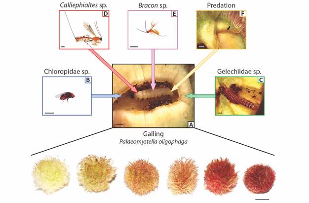 Trait variation of Macairea radula galls (bottom; scale bar: 1cm) induced by A.Palaeomystella oligophaga and associated enemies. The galling insects are indirectly affected by B. a cecidophagous Chloropidae and C. a cecidophagous Gelechiidae that feed on gall tissues, causing P. oligophaga death. The galling insects are also directly attacked by D.Calliephialtes sp. parasitoids, E.Bracon sp. parasitoids and an F. unidentified predator, which was recognized by the scar left on gall parenchyma (arrow) and the dried galling larva inside the larval chamber. Scale bar: 1mm.