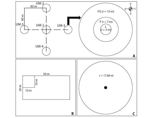 Esquema de establecimiento de parcelas para medición de carbono en: A. Bosques, B. Sistemas agroforestales de cacao y café y C. Sistemas silvopastoriles en el municipio de Mesetas, Meta, Colombia.