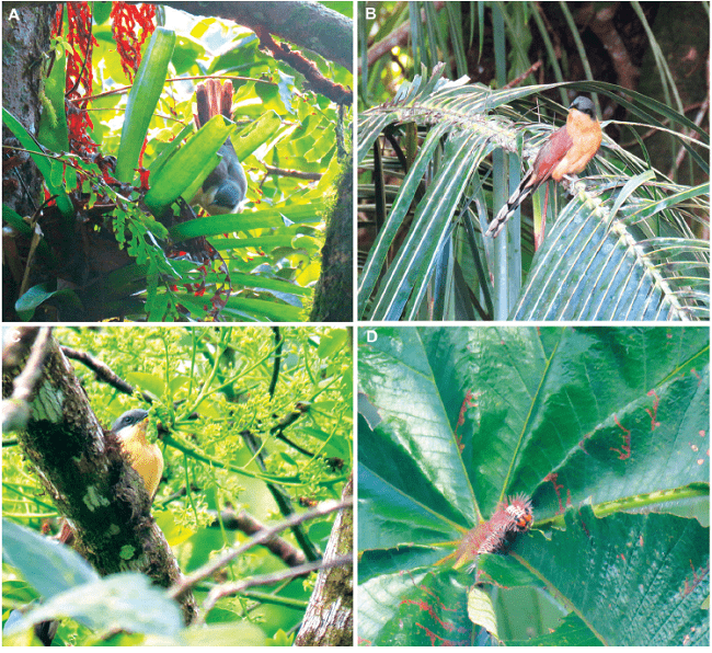A) Adulto de Coccyzus ferrugineus forrajeando en Guzmania sanguinea para alimentar al pichón. B) Adulto de C. ferrugineus forrajeando en foliolos de palmas. C) Adulto de C. ferrugineus alimentándose de larva de Cocytius antaeus. D) Larva de Historis odius en hoja de C. pittieri. Fotografías: Javier Tenorio.