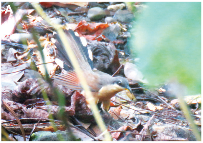 A) Macho de Coccyzus ferrugineus cortejando a hembra. B) Adulto de C. ferrugineus posado sobre el nido.C) Juvenil de C. ferrugineus. Fotografías: Javier Tenorio (A, C) y Guillermo Blanco (B).
