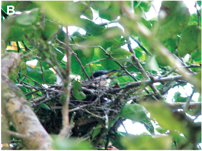 A) Macho de Coccyzus ferrugineus cortejando a hembra. B) Adulto de C. ferrugineus posado sobre el nido.C) Juvenil de C. ferrugineus. Fotografías: Javier Tenorio (A, C) y Guillermo Blanco (B).