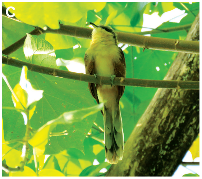 A) Macho de Coccyzus ferrugineus cortejando a hembra. B) Adulto de C. ferrugineus posado sobre el nido.C) Juvenil de C. ferrugineus. Fotografías: Javier Tenorio (A, C) y Guillermo Blanco (B).