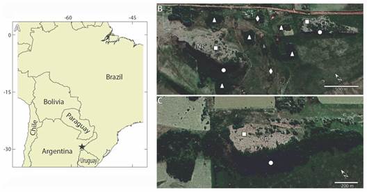 Location of the isolated rocky outcrops of Paraje Tres Cerros (black star), Corrientes Province, Argentina. B and C: general satelital imagens of the hilly system, depicting the Cerros Nazareno (Nz) and Chico (Ch) in B and Capar&aacute; (Cp) in C. References for symbols: ■ Rocky grasslands, ● Rocky forest patches, ▲ Pediment forest patches and &diams; Cutwaters.