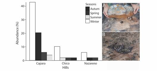 Use of the roosts under rocks by individuals of Myotis sp. in Paraje Tres Cerros, Corrientes Province, Argentina. A. Solitary form and B. Group form.