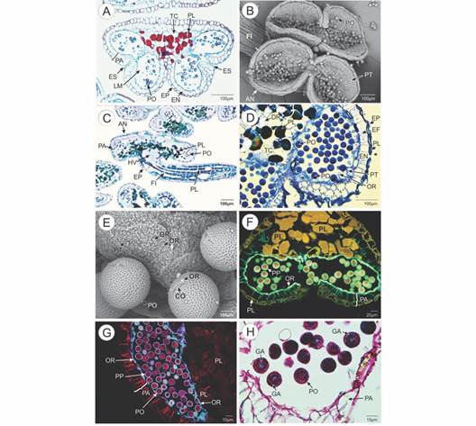 Caracter&iacute;sticas anat&oacute;micas e histoqu&iacute;micas de las anteras y granos de polen de Theobroma cacao. A. Secci&oacute;n transversal de las anteras (Safranina-azul de Alcian). Se aprecia la pared de las anteras, los l&oacute;culos de los microesporangios y el estomio. B. Anteras vistas en microscop&iacute;a electr&oacute;nica de barrido (MEB). Se aprecian los granos de polen y el filamento. C. secci&oacute;n longitudinal del filamento que sostiene las anteras (azul de Toluidina). D. Pared de las anteras maduras. Se aprecia la epidermis, endotecio, restos del tapete con orb&iacute;culas y los granos de polen (azul de Toluidina). E. Granos de polen y orb&iacute;culas en las anteras (MEB). F. Secci&oacute;n trasversal de las anteras. Se aprecian los polifenoles y las orb&iacute;culas cubriendo la cavidad de los l&oacute;culos (Filtro DAPI-FITC-Texas, azul de Alcian-Hematoxilina). G. Secci&oacute;n trasversal de las anteras. Se aprecian las orb&iacute;culas cubriendo la cavidad de los l&oacute;culos (Filtro DAPI-FITC-Texas, PAS-Amidoblack). H. Secci&oacute;n transversal de los granos de polen. Los gr&aacute;nulos de almid&oacute;n se aprecian en color fucsia (PAS-Amidoblack). AN: antera; CO: colpo; DR: drusas; EF; engrosamientos fibrilares; EN: endotecio; EP: epidermis; ES: estomio; FI: filamento; GA: gr&aacute;nulos de almid&oacute;n; HV: haz vascular; LM: l&oacute;culo del microesporangio; OR: orb&iacute;culas; PA: pared de la antera; PL: polifenoles; PO: polen; PP: pared del grano de polen; PT: paredes remanentes del tapete; TC: Tejido conectivo. / Fig. 1. Anatomical and histochemical characteristics of the anthers and pollen grains of Theobroma cacao. A. Cross section of the anthers (Safranina-Alcian blue). The wall of the anthers, the locules of the microsporangia and the stomium can be seen. B. Anthers seen in scanning electron microscopy (SEM). Pollen grains and filament are appreciated. C. Longitudinal section of the filament supporting the anthers (Toluidine blue). D. Wall of mature anthers. Epidermis, endothecium, remains of the tapetum with orbicules and pollen grains (Toluidine blue) can be seen. E. Pollen grains and orbicules on anthers (SEM). F. Cross section of the anthers. Polyphenols and orbicules covering the cavity of the locules are seen (DAPI-FITC-Texas Filter, Alcian Blue-Hematoxylin). G. Cross section of the anthers. Orbicules can be seen covering the cavity of the locules (DAPI-FITC-Texas Filter, PAS-Amidoblack). H. Cross section of pollen grains. Starch granules are seen in fuchsia color (PAS-Amidoblack). AN: anther; CO: colpus; DR: druses; EF; fibrillar thickenings; EN: endothecium; EP: epidermis; ES: stomium; FI: filament; GA: starch granules; HV: vascular bundle; LM: microsporangium locule; OR: orbicules; PA: anther wall; PL: polyphenols; PO: pollen; PP: pollen grain walls; PT: tapetum walls remaining; TC: connective tissue.