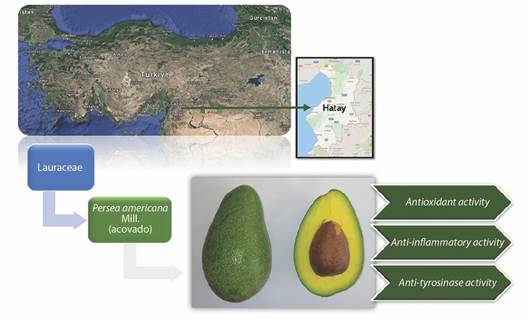 The graphical abstract of the present study.