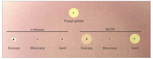 Antioxidant activity by qualitative DPPH of the extract.