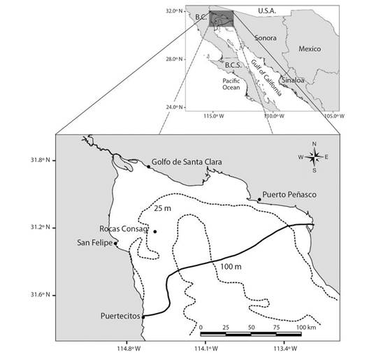 Distribution range of Phocoena sinus. The continuous line is the Southern limit of sightings, acoustic recordings, and recovery of carcasses and the broken lines depict bathymetric contours. 