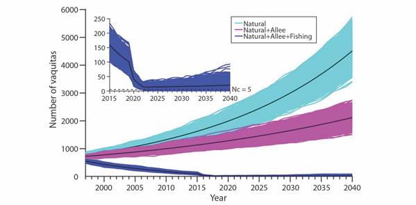 2 000 random trajectories of the vaquita population considering natural mortality, natural mortality and Allee effects, and natural mortality, Allee effects in addition to bycatch mortality in gillnets. Inset shows a detailed view of the trajectories considering bycatch mortality as well as the Nc = 5 critical threshold population size.