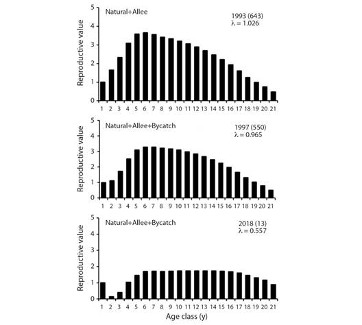 Age-specific reproductive values for three models of P. sinus. Years and abundance (in parentheses) are shown as well as net growth rate l. The 643 vaquitas for year 1993 were estimated from data in Jaramillo-Legorreta et al., (2019) and represent the initial condition for our models.
