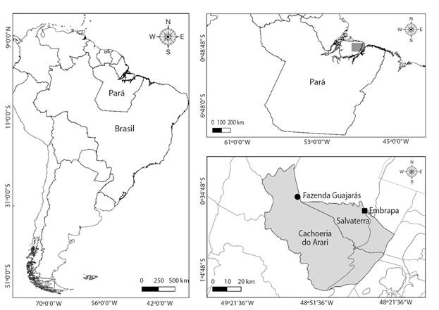 Arari microregion in Maraj&oacute; island, Par&aacute;, Brazil. Grey area for the municipality of Cachoeira do Arari and Salvaterra, places of samples collection of K. scorpioides scorpioides.
