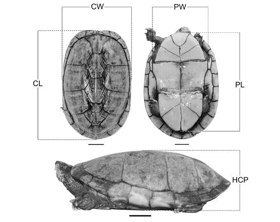 Corporal biometrics in Kinosternon scorpioides scorpioides (2 cm scale). CL: Rectilinear carapace length, straight line from the nuchal to the supracaudal shield. CW: Rectilinear carapace width, distance between the edges of the marginal shields. PL: Rectilinear plastron length, straight line from the gular shields to the anal junction. PW: Rectilinear plastron width, distance between the ends of the intersection line of the pectoral and abdominal shields. HCP: Shell height, distance between the vertebral shields from the carapace to the plastron.