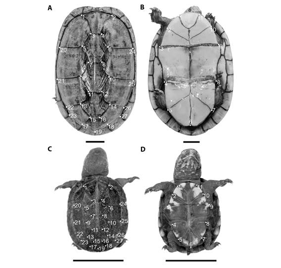 Anatomical landmarks of Kinosternon scorpioides scorpioides (2 cm scale). A. Carapace of adult turtle; B. Adult plastron; C. Carapace of hatchlings turtle; D. Hatchlings plastron.