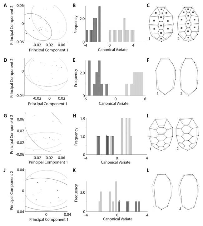 Analysis of geometric morphometry of the Kinosternon scorpioides scorpioides. Adult individuals are represented from A to F. A. Dispersion of the anatomical landmarks of the carapace; B. Analysis of CVA, 10 000-times amplified of the carapace of adult. C. Graphical reconstruction of the carapace; D. Dispersion of the anatomical landmarks of the plastron; E. Analysis of CVA, amplified 10 000 times, of the plastron; F. Graphical reconstruction of the plastron. The same analyzes are observed on the hatchlings individuals from G to L, respectively. * indicates overlapping between females and males, black lines: shape of the carapace, gray lines: consensus configurations; gray dots or bars: female, black dots or bars: male; 1: females and 2: males.
