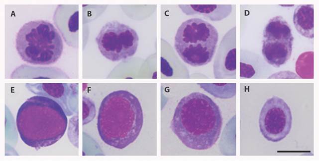 Phases of mitosis and immature RBCs observed in peripheral blood smears of Colombian amphibians included in the study. A. Mitotic cell in prophase; B. Mitotic cell in metaphase; C. Mitotic cell in anaphase; D. Mitotic cell in telophase; E-H. Immature Red blood cells at different maturation stages. Giemsa stain. Scale bar: 10 μm.