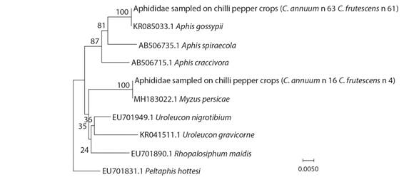 Neighbour joining (NJ) analysis based on the K2P model with 1 000 bootstrap samples using 144 COI sequences of aphids collected in cayenne (C. annuum) and tabasco (C. frutescens) pepper crops in Southwestern Colombia.