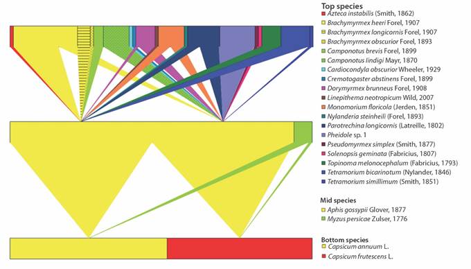 Network illustrating the mutualistic relationship between ants and aphids that attack cayenne pepper C. annuum and tabasco pepper C. frutescens crops in Southwestern Colombia.