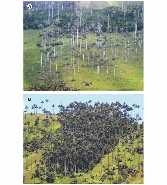 Ceroxylon quindiuense at the Tochecito River basin, Colombia. A. Palms surviving in pastures; B. Palm-dominated forest fragment.