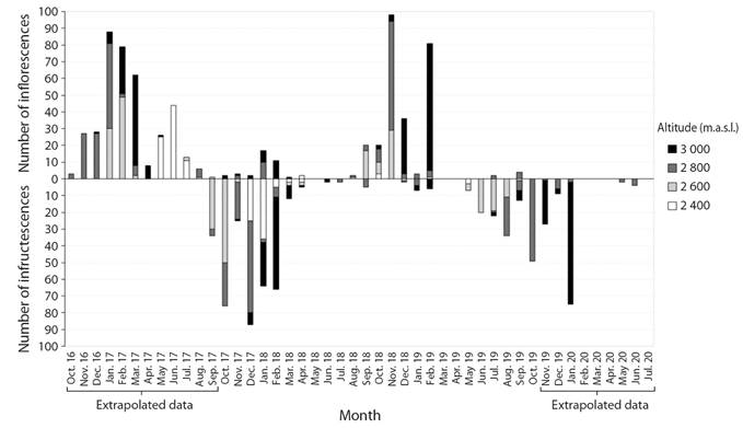 Number of pistillate inflorescences and mature infructescences of Ceroxylon quindiuense at the Tochecito River basin, Colombia, at four elevations (2 400 to 3 000 m.a.s.l.), between 2016 and 2020.