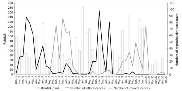 Monthly pistillate flowering and fruiting of Ceroxylon quindiuense at the Tochecito River basin, Colombia, between 2016 and 2020, combined with rainfall data for the area. Rainfall data from IDEAM, Toche Climatological Station (21210180) (IDEAM, 2020).