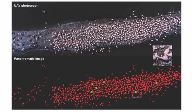 Evaluation image of 2018 for Chilean flamingo nesting event in Laguna de Salinas, showing original photo and RGB image processing acquired with UAV (Phamton 4), where: red polygons - adult individuals; green dots - nest with egg.