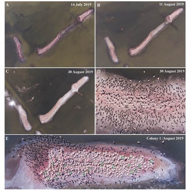 Panoramic photos of the nesting event during 2019 from UAV. A. Nesting colonies in July; B. Nesting colonies at the beginning of August; C. Final assessment of late August; D. Detail of nests and adult individuals in the central part, juveniles (gray) around the colony; E. Colony 1 during August 2019 showing the location of identified eggs (green rings).