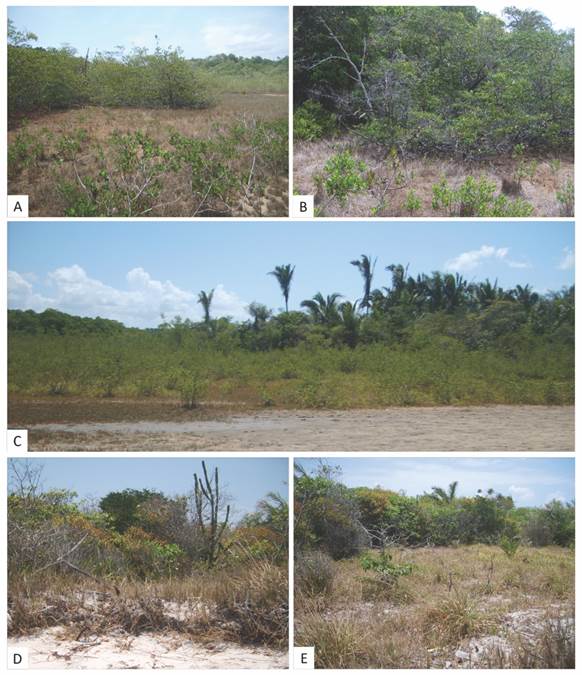 General aspect of restinga vegetation of S&iacute;tio Aguahy is located, municipality of S&atilde;o Jos&eacute; de Ribamar, Maranh&atilde;o state. A. and B. Physiognomies non-floodable shrubby, C. physiognomies non-floodable forest, D. and E. stretch with herbaceous vegetation in physiognomies non-floodable shrubby. Source E.B. Almeida Jr.