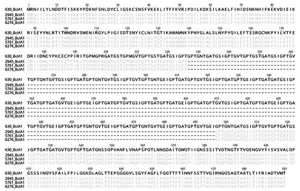 Alignment of the predicted BclA1 protein sequences of strain 630 (reference, top) and three subtypes of the NAPCR1 strain. Agreements and deletions to the reference sequence appear masked or as hyphens, respectively. The numbering of the sequence alignment is based on the sequence of strain 630.