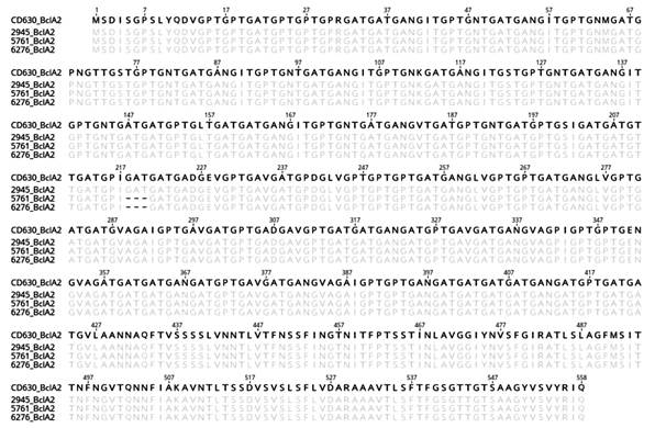 Alignment of the predicted BclA2 protein sequences of strain 630 (reference, top) and three subtypes of the NAPCR1 strain. Agreements and deletions to the reference sequence appear masked or as hyphens, respectively. The numbering of the sequence alignment is based on the sequence of strain 630.