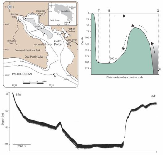 Left: Map of Golfo Dulce, Pacific coast of Costa Rica. Stations B (basin edge), T (Rinc&oacute;n Bay), and G (Shelf edge) are indicated. Light gray in the upper gulf encloses 200 m depth area. Dashed line across indicates R/V Victor Hensen echograph transect. Right: Schematic depth profile along the central axis of Golfo Dulce. Arrows indicate water circulation. Broken arrows represent occasional influx of shelf waters over the sill. Light gray represents deep Equatorial Subsurface Waters. Bottom: R/V Victor Hensen echograph of a bottom topography transect across mid upper Golfo Dulce. Note that the ecograph starts at the 50 m depth contour. The northern fault is evidenced by the steep wall at the right of the figure. (Adapted from Hebbeln et al., 1996).