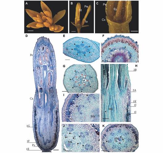 A. Inflorescence and flower anatomy of Gaiadendron puntantum. A. Inflorescence with flowers developing acropetally; B. Lateral flowers in side view; C. Detail of flower with inferior ovary; D. Longitudinal section of the flower (the lines indicate the approximate position of the transverse sections corresponding to Fig. 1E, Fig. 1F and Fig. 1G); E. Transverse section (TS) of the floral receptacle; F. TS at the pelvis level; G. TS at the ovary level; H. Detail of the mamelon in longitudinal section (the lines indicate the approximate position of the transverse sections corresponding to Fig. 1I, Fig. 1J, Fig. 1K, Fig. 2A and Fig. 2B; I. J. and K. TS at different levels of the mamelon immersed in amyliferous tissue. An = Anther; Cx = Calyculus, Io = Inferior ovary; Ma = Mamelon; Pe = Petal; Pv = Pelvis; Sy = Style; St = Stamen; Ts = Surrounding tissues; Triangle = Vascular bundle; Triangle with number 1 = External vascular bundle; Triangle with number 2 = Internal vascular bundle; Red asterisks = Locules; D. E. F. G. H. I. J. and K. Astra blue/fuchsine. Scale bars: 2 mm in A. and B.; 1 mm in C.; 500 &micro;m in D.; 300 &micro;m in E.; 200 &micro;m in F.; 150 &micro;m in G.; 100 &micro;m in H. I. and J.