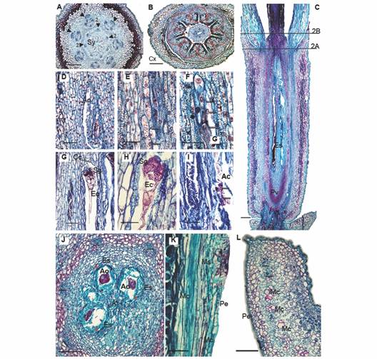 Floral morphoanatomy of Gaiadendron punctantum, megasporogenesis and perianth.A. Transverse section of the flower (TSF) at the base of the style; B. TSF at the level of the calyculus; C. Longitudinal section (LS) of the gynoecium, (the lines indicate the approximate positions of the corresponding transverse sections in A. and B.); D. LS, detail of the ovary and ategmic ovule; E. LS after first meiotic division, arrows indicate nuclei; F. LS, after second meiotic division, arrows indicate nuclei; G. and H. LS at the upper level of embryo sac showing the caecum, synergids and egg cell; I. LS at the lower level of embryo sac showing degenerated antipodal cells; J. Transverse section at the level of the embryo sacs; K. and L. Detail of the mucilage secreting structures. Ac = Antipodal cells; Ao = Ategmic ovule; At = Amyliferous tissue; Cc = Caecum; Cx = Calyculus; Ec = Egg cell; Es = Embryo sac; Mc = Mucilage canal; Ms = Mucilage secreting structure; Pe = Petal; Pv = Pelvis; Sg = Synergids; Sy = Style. Triangle = Vascular bundle; Triangle with number 1 = External vascular bundle; Triangle with number 2 = Internal vascular bundle; Asterisks = Locules; Red circle = Interdigitated epidermal cells; 2e-3e = Second and third embryo sac divisions; A. B. C. D. E. F. G. H. I. J. K. and L. = Astra blue/fuchsine. Scale bars: 200 &micro;m in A. B. and L.; 500 &micro;m in C; 50 &micro;m in D. G. I. and K.; 30 &micro;m in E. F. and H.; 100 &micro;m in J.