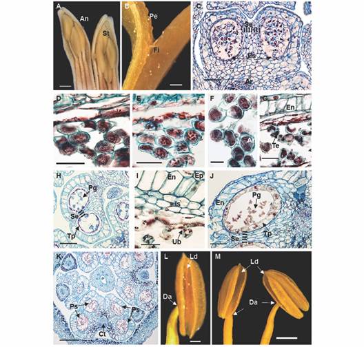 Floral morphoanatomy of Gaiadendron puntantum: Androecium and microsporogenesis; A. Anther in longitudinal section in mature stage; B. Detail of the anther attachment; C. Immature pollen sacs with archaesporium (2n); D. Uninucleate microspores; E. First meiotic division; F. Dyads; G. Tetrad formation in the pollen sacs; H. Pollen sac with tetrads; I. Detail of fibrous endothecium, intermediate strata and tapetum; J. Pollen sac with mature pollen and persistent tapetum; K. Mature anther; L. and M. Dorsifixed anthers showing longitudinal dehiscence. An = Anther; Ar =Archesporium; Ct = Connective tissue; Da = Dorsifixed anther; En = Endothecium; Ep = Epidermis; Fi = filament of stamen; Is = Intermediate strata; Ld = Longitudinal dehiscence of the anther; Pe = Petal; g = Pollen grain; Ps = Pollen sac; Se = Septum; t = Stamens; Tp = Tapetum; Ub = Ubisch bodies (orbicules). C. D. E. F. G. H. I. J. and K. = Astra blue/fuchsine. Scale bars: 2 mm in A.; 500 &micro;m in B., L.; 50 &micro;m in C, J; 20 &micro;m in D. E. G. and I.; 10 &micro;m in F.; 100 &micro;m in H.; 200 &micro;m in K.; 1 mm in M.
