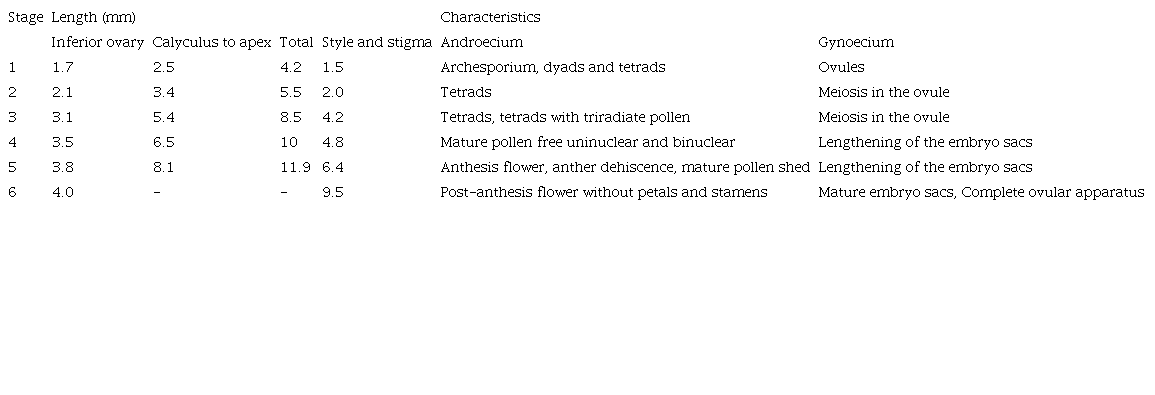 Floral developmental stages studied in Gaiadendron punctatum, lengths in mm and characteristics associated with the androecium and gynoecium