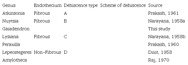 Anther dehiscence in Nuytsia, Atkinsonia, Gaiadendron and some genera of the tribe Elytrantheae