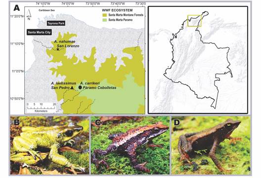 Geographical location of the sampled localities in the Sierra Nevada de Santa Marta- Magdalena, Northern Colombia, and images of the study species. A. Altitudinal distribution of the localities: San lorenzo-location of Atelopus nahumae, San Pedro-location of Atelopus laetissimus and P&aacute;ramo Cebolletas-location of Atelopus carrikeri. B.Atelopus carrikeri.C.Atelopus laetissimus. D.Atelopus nahumae.