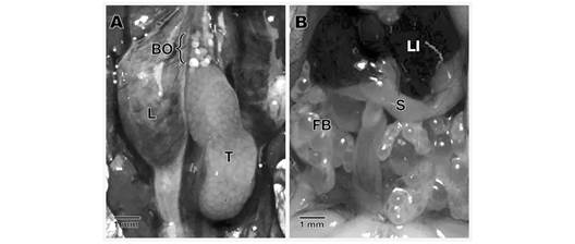 Anatomical aspect of the testis and Bidder&rsquo;s organ in Atelopus laetissimus. A. Location of the testicle and Bidder&rsquo;s organ. B. Association with other organs present in the abdominal cavity. BO: bidder&rsquo;s organ; FB: fatty bodies; L: lung; LI: liver; S: stomach; T: Testicle. 