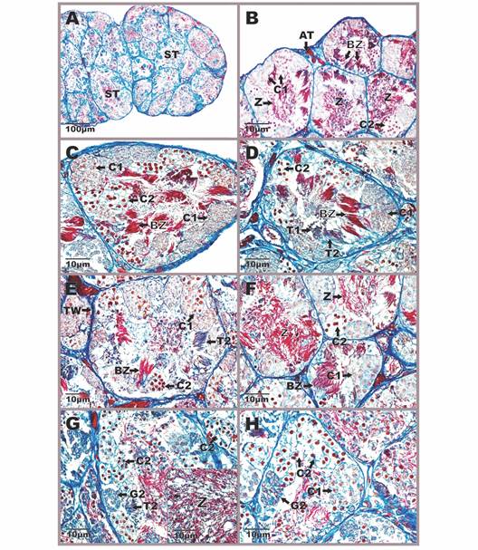 Aspect of the testicular anatomy in Atelopus carrikeri during the breeding season A. General view of the male gonad with abundant seminiferous tubules B. Detail of the interstitial tissue between two seminiferous tubules showing Leydig cells and blood capillaries. Figures A and B stained with Hemtaoxilin-eosin (photon microscopy with the differential interference contrast-DIC system). C. Primary spermatogonia, in the field with a DAPI-FITC-Texas triple band excitation filter. One per cyst is seen near the wall of the seminiferous tubule. D-H. Seminiferous tubules with spermatogenic cell cysts at different stages of development. Mallory-Heidenhain-Azan-Gomori&rsquo;s stain (photon microscopy with the differential interference contrast-DIC system). AT: albuginea tunic; BV: blood vessels; BZ: bundle of spermatozoas; C1: primary spermatocytes; C2: secondary spermatocytes; G1: primary spermatogonia; G2: secondary spermatogonia; IT: interstitial tissue; L: leydig cells; ST: seminiferous tubule; T1: early spermatids; T2: late spermatids; TW: tubular wall; Z: spermatozoa in the lumen.