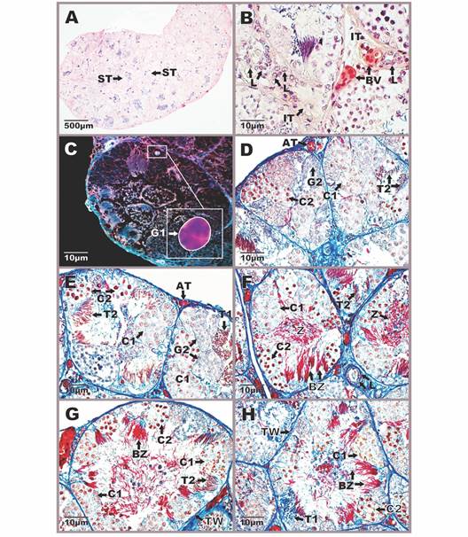 Aspect of the testicular anatomy in Atelopus nahumae during the breeding season. A. General view of the male gonad with abundant seminiferous tubules. B-H. Seminiferous tubules with spermatogenic cell cysts at different stages of development. Photomicrographs stained with Mallory-Heidenhain-Azan-Gomori&rsquo;s (photon microscopy with the differential interference contrast-DIC system). AT: albuginea tunic; BZ: bundle of spermatozoas; C1: primary spermatocytes; C2: secondary spermatocytes; G2: secondary spermatogonia; ST: seminiferous tubule; T1: early spermatids; T2: late spermatids; TW: tubular wall; Z: spermatozoa in the lumen.