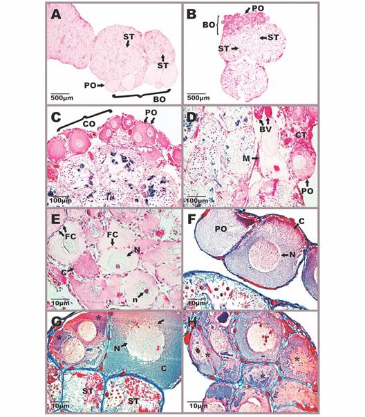 Morphophysiology of Bidder&rsquo;s organ in Atelopus carrikeri and Atelopus nahumae. A-B. Location of the Bidder&rsquo;s organ in the cranial portion of the testis. C. Cortex region with previtellog&eacute;nic oocytes. D. Region of the medulla formed by connective tissue and blood capillaries. E-F. Different-sized previtellog&eacute;nic oocytes surrounded by a simple flat epithelium. G-H. Atretic oocytes with nuclear and cytoplasmic disintegration (*). Sections stained with Mallory-Heidenhain-Azan-Gomori&rsquo;s and Hematoxylin-eosin staining (photon microscopy with the differential interference contrast-DIC system). Photomicrographs A, F-H of A. carrikeri individuals and images B-E of A. nahumae specimens. BO: bidder&rsquo;s organ; BV: blood vessels; C: cytoplasm; CO: cortex; CT: connective tissue; FC: follicular cells; M: medulla; N: nucleus; n: nucleolus; PO: previtellog&eacute;nic oocytes; ST: seminiferous tubule. The scalloped nuclear envelope of atretic oocytes (&darr;).