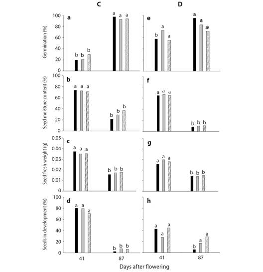 A. B. C. and D. Germination, seed moisture content, seed fresh weight and seeds in development from the plant C, site 1 (Frijol Colorado, Perote, Veracruz) and E. F. G. and H of plant D from site 2 (Tepeyahualco at the lake of Alchichica, Puebla). Each column represents the average of 5 replicates of 15 seeds each. The apex (), centre () and base () of the stalk is represented by three columns. The letters on the columns represent the effects of the time in each section of the stalk by date of days after flowering.