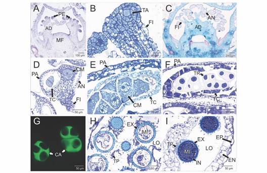 Meristemo floral, andr&oacute;foro y microsporog&eacute;nesis de Alcea rosea. A. Primordios androeciales que formar&aacute;n el andr&oacute;foro (Azul de toluidina-TBO). B. Regi&oacute;n apical del filamento estaminal. Se aprecia el tejido arquesp&oacute;rico que formar&aacute; a las c&eacute;lulas madres de las microsporas (TBO). C. Andr&oacute;foro en desarrollo. Se observan las anteras diferenciadas (Safranina-Azul de Alcian). D. Detalle de las anteras en maduraci&oacute;n (TBO). E. Detalle de las c&eacute;lulas madre de las microsporas, tapete celular y pared de las anteras (TBO). F. T&eacute;tradas de microsporas. Se aprecia el tapete celular (TBO). G. T&eacute;tradas de microsporas. Se distinguen la cubierta de calosa (Filtro UV-2A, azul de Anilina). H-I. Microsporas en maduraci&oacute;n y tapete plasmodial (TBO). En H se aprecia la exina gruesa y el tapete plasmodial en el l&oacute;culo microsporangial. En I se distinguen la exina y la intina y remanentes del tapete plasmodial, adem&aacute;s de la epidermis y el endotecio. AD: andr&oacute;foro; AN: anteras; TA: tejido arquesp&oacute;rico; CA: cubierta de calosa; CM: c&eacute;lulas madre de las microsporas; EX: exina; IN: Intina; FI: filamentos estaminales; LO: l&oacute;culo microsporangial; MF: meristemo floral; MI: microsporas; PA: pared de las anteras; PE: primordios androeciales; TC: tapete celular; TP: tapete plasmodium; TR: t&eacute;tradas de microsporas. Fig. 1. Floral meristem, androphore and microsporogenesis of Alcea rosea. A. Androecial primordia that will form the androphore (toluidine blue-TBO). B. Apical region of the staminal filament. Archesporic tissue that will form the microspore mother cells is appreciated (TBO). C. Androphore in development. Differentiated anthers are appreciated (Safranina-Alcian blue). D. Detail of maturing anthers (TBO). E. Detail of microspore mother cells, cellular tapetum and anther wall (TBO). F. Tetrads of microspores. Cellular tapetum is appreciated (TBO). G. Tetrads of microspores. Callose coated is appreciated (UV-2A filter, Aniline blue). H-I. Maturing microspores and plasmodial tapetum (TBO). In H the thick exine and the plasmodial tapetum can be seen in the microsporangial locule. In I exine and intine and remnants of the plasmodial tapetum are seen, in addition to the epidermis and endothecium. AD: androphore; AN: anthers; TA: archesporic tissue; CA: callose coated; CM: microspore mother cells; EX: exine; IN: intine; FI: staminal filament; LO: microsporangial locule; MF: floral meristem; MI: microspores; PA: anthers wall; PE: androecial primordia; TC: cellular tapetum; TP: plasmodial tapetum; TR: microspore tetrads.